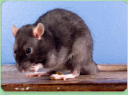 rat control South Harrow